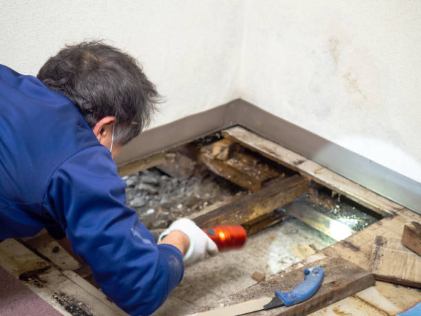 Best Basement Mold Remediation in Countryside, VA