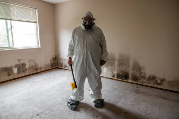 Best Mold Remediation for Specific Building Types in Countryside, VA